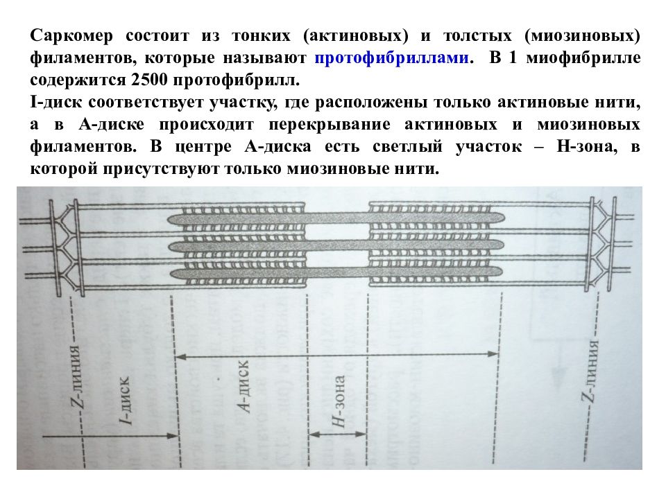 Саркомер рисунок физиология