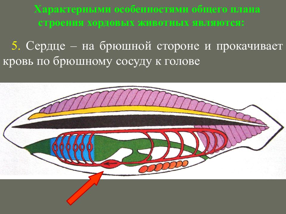 Схема строения хордовых