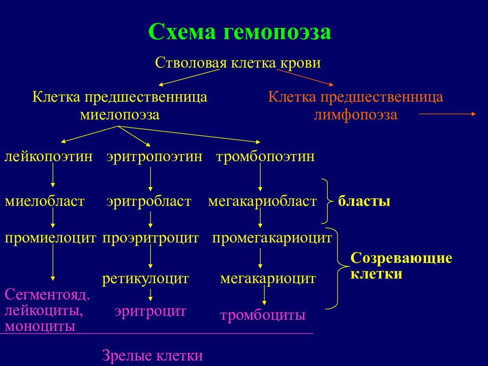 Миелопролиферативные заболевания