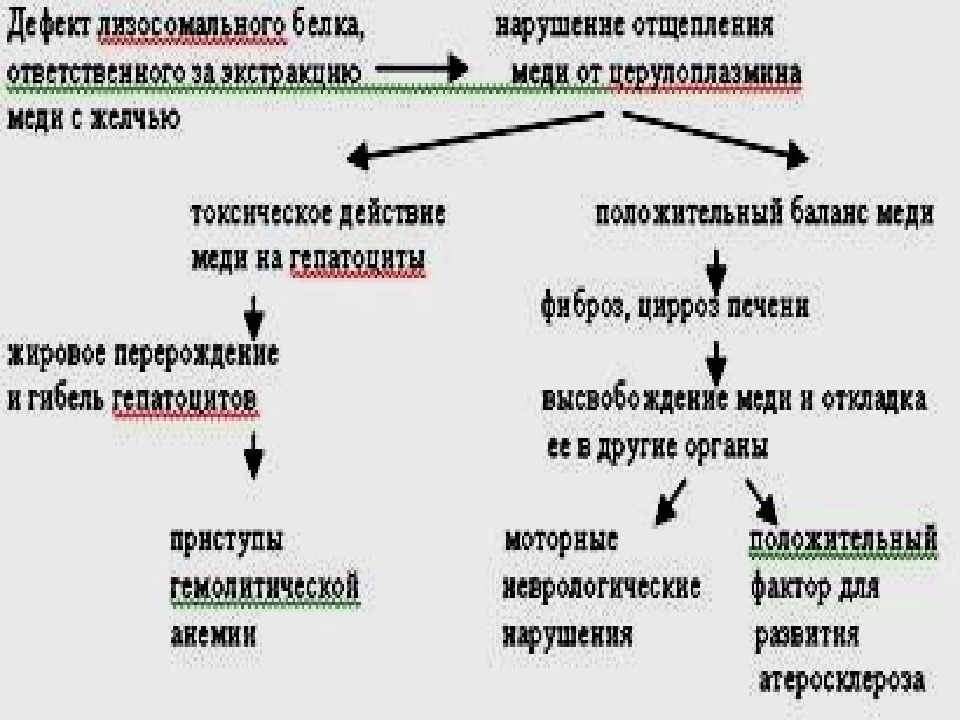 Генные и хромосомные болезни презентация