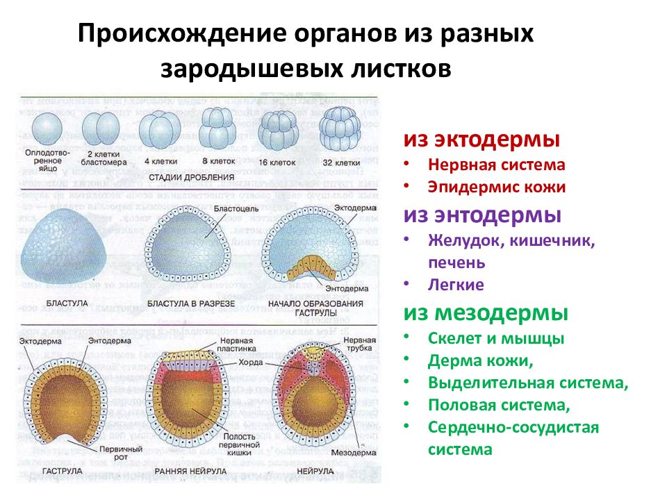 Эктодерма какая клетка