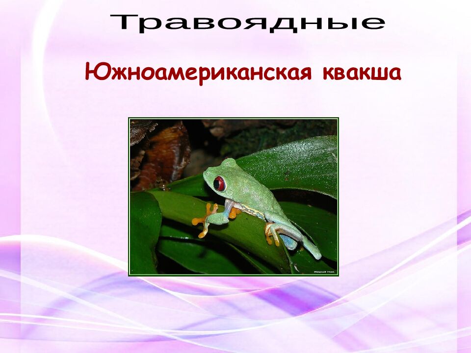 Классная работа Тема: МНОГООБРАЗИЕ И ЗНАЧЕНИЕ ЗЕМНОВОДНЫХ «Лягушкам только