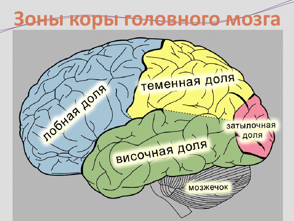 Зона человека. Зоны коры головного мозга. Зоны больших полушарий мозга. Основные зоны коры больших полушарий. Головной мозг рисунок.