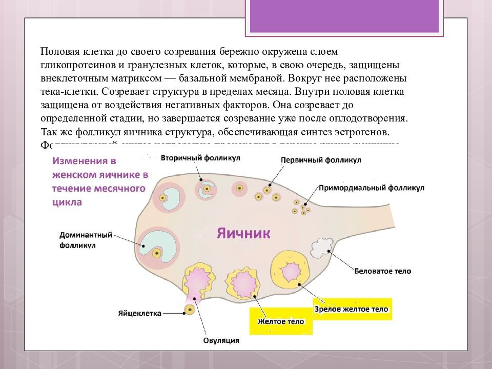 Созревание клетки. Фолликулогенез гинекология. Фолликулогенез в яичнике. Характеристика фолликулогенеза. Симптомы нарушения фолликулогенеза..