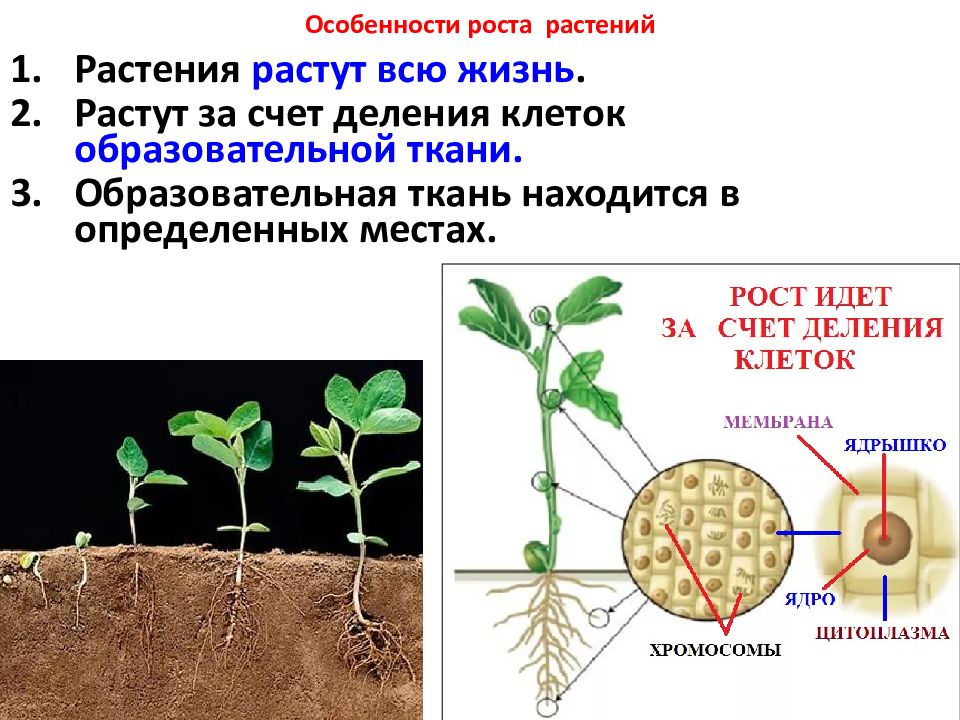 В чем особенность роста у растений. Рост растений. Особенности роста растений. Рас рост. Рост и жизнедеятельность растений.