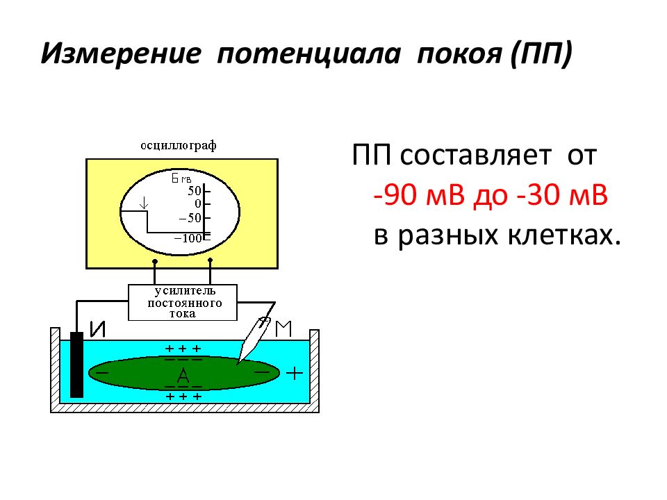 Измерение потенциалов. Методы измерения потенциала покоя. Измерение мембранного потенциала покоя. Схема измерения потенциала покоя. Измерение мембранного потенциала покоя схема.