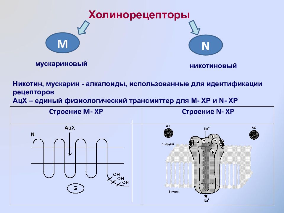 Холинорецепторы. Мускариновые ацетилхолиновые рецепторы. Мускариновые холинорецепторы. Структура холинергических рецепторов. Мускориловые ацетиловые рецепторы.