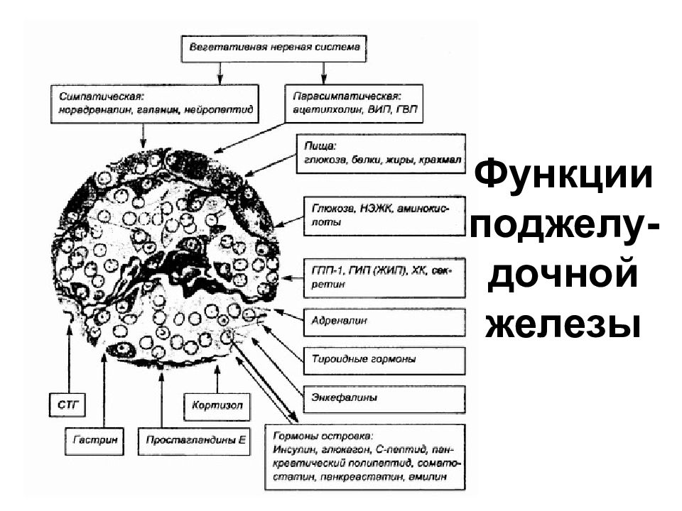 Институт нервной деятельности и нейрофизиологии ран. Основы нейрофизиологии и высшей нервной деятельности. Нейрофизиология. НИИ высшей нервной деятельности и нейрофизиологии РАН.