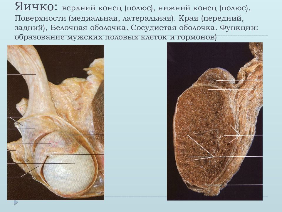 Яички образуют. Латеральная поверхность яичка анатомия. Строение яичка белочная оболочка. Анатомия семенников. Строение мужских яичек.
