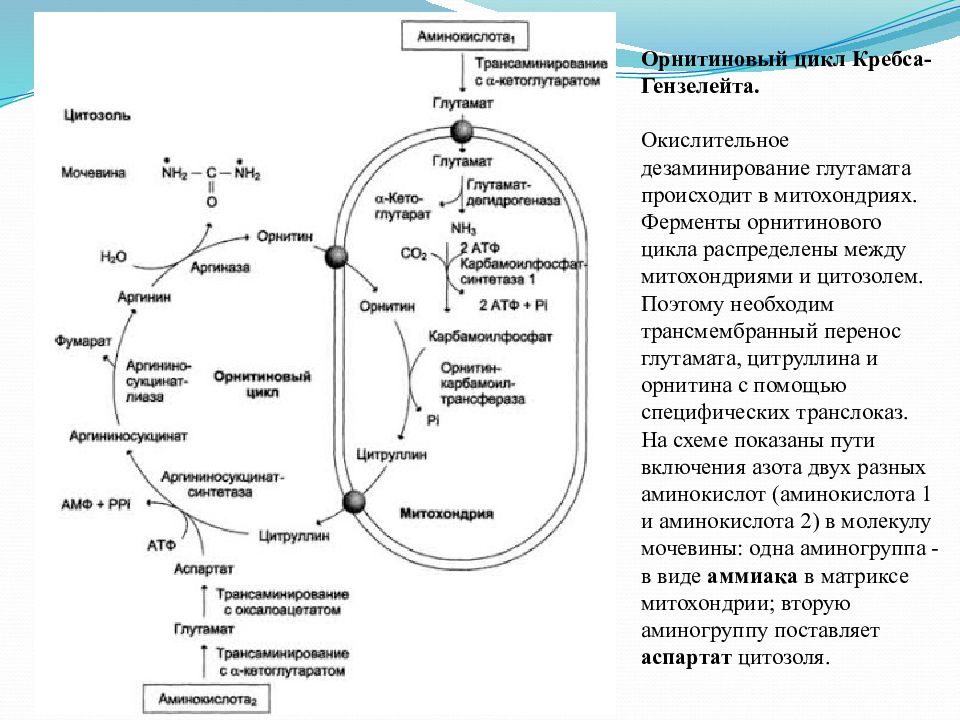 Схема синтеза мочевины биохимия