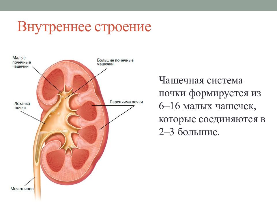 Строение крупно. Чашечки почки анатомия. Строение почечных чашек. Строение чашечек почки. Большие и малые чашечки почки.