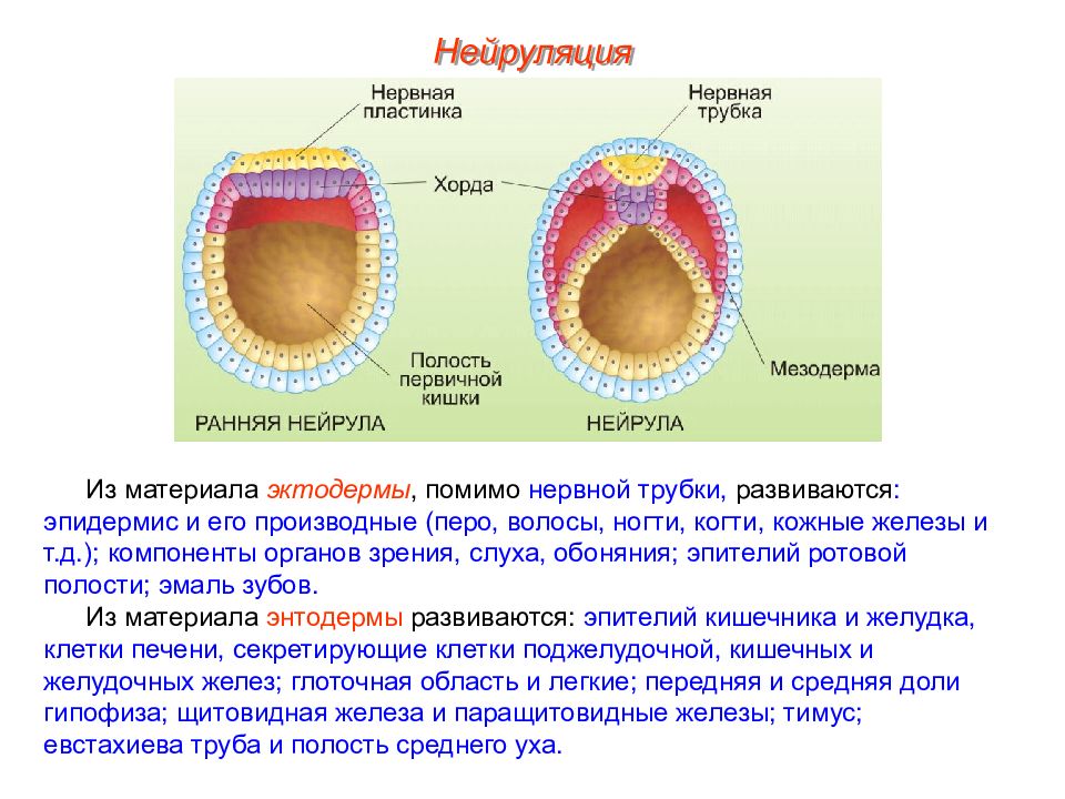 Онтогенез презентация пименов