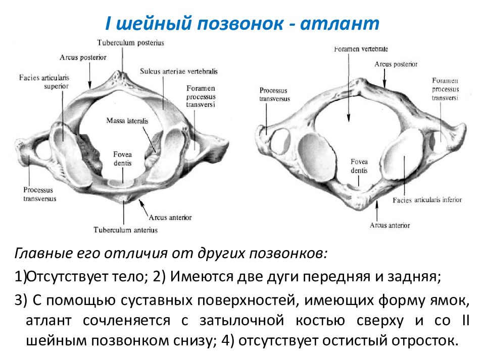 Особенности шейных позвонков. Первый шейный позвонок Атлант строение. 1 Шейный позвонок Атлант строение. Отросток на позвонке Атлант. Первый и второй шейные позвонки анатомия.