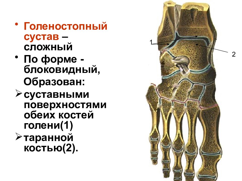 Голеностопный сустав является. Голеностопный сустав анатомия строение кости. Гольностопсустав анатомия строение. Голеностопный сустав анатомия образован. Голеностопный сустав. Строение костей, образующих сустав..