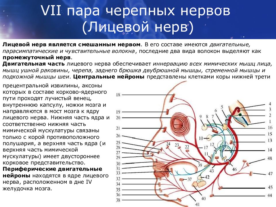 8 пара черепно мозговых нервов презентация