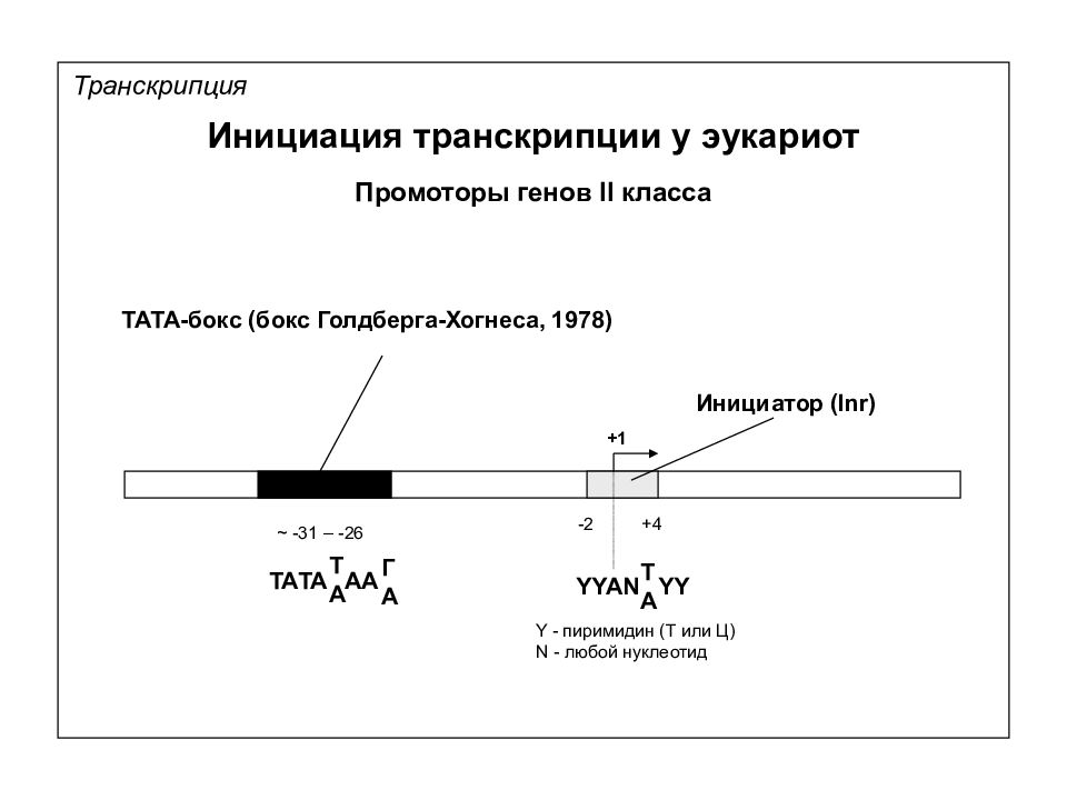 Этапы транскрипции у эукариот