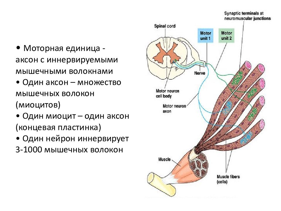 Двигательные волокна содержит. Двигательная концевая пластинка. Двигательная единица мышцы. Двигательные волокна иннервируют. Двигательная единица мышечного волокна.