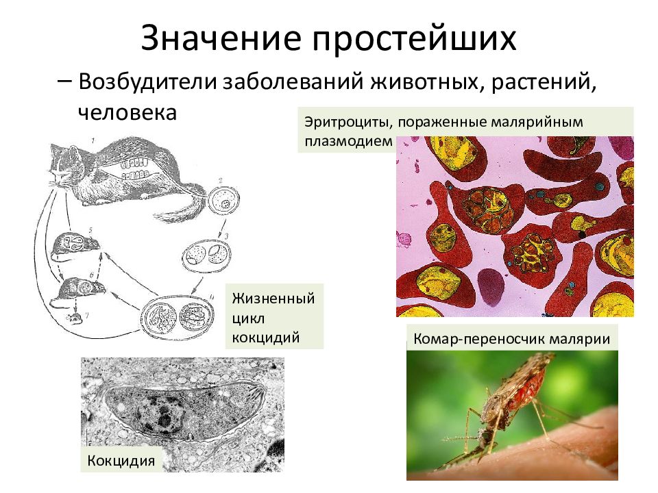 Эритроциты пораженные малярийным плазмодием. Значение простейших. Кокцидия. Медицинская значимость протистов.