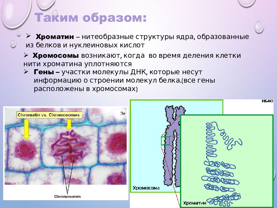 Хромосомы в растительной клетке. Структура клетки хроматин. Структура хроматина ядра и хромосомы. Многоядерные клетки. Хроматин в ядре клетки.