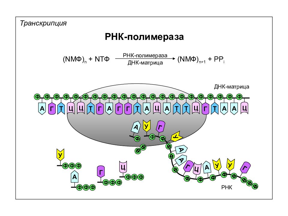Аппарат рнк. Терминация транскрипции РНК полимеразы 2. РНК-полимеразой (рис. 1.10).. Транскрипционные аппарат РНК-полимеразы II. Транскрипция ДНК-полимераза.