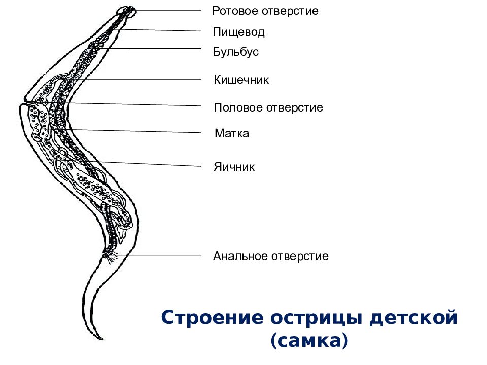 Аскарида рисунок карандашом