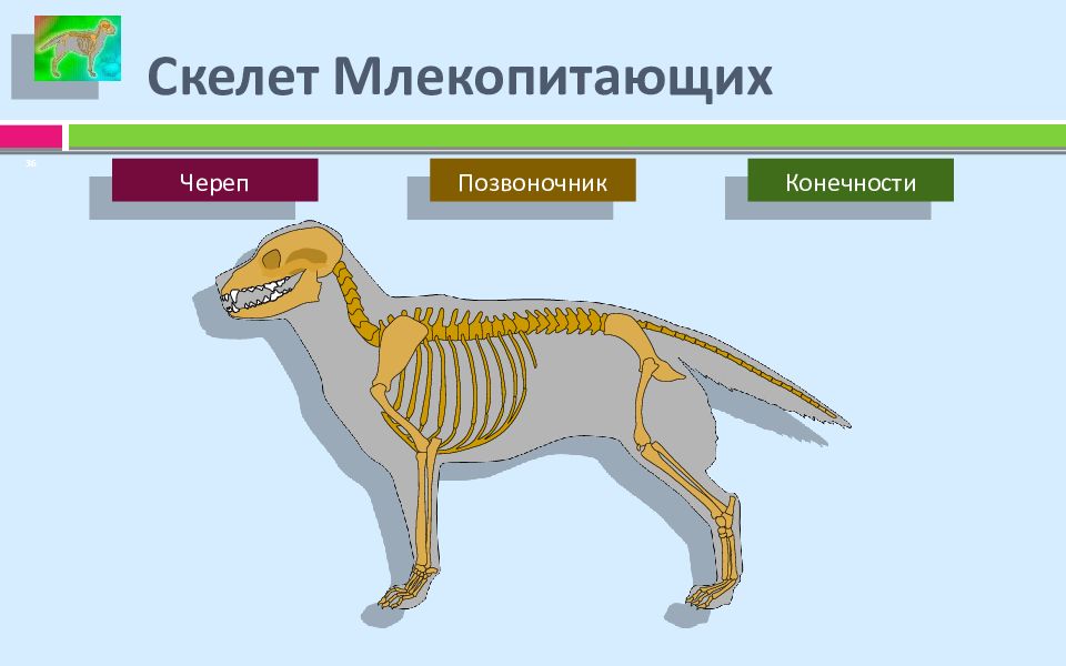 Презентация скелет млекопитающих