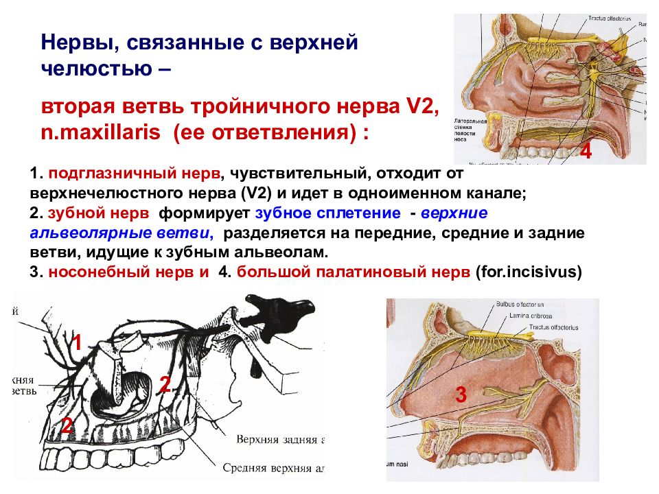 Верхнечелюстной нерв схема