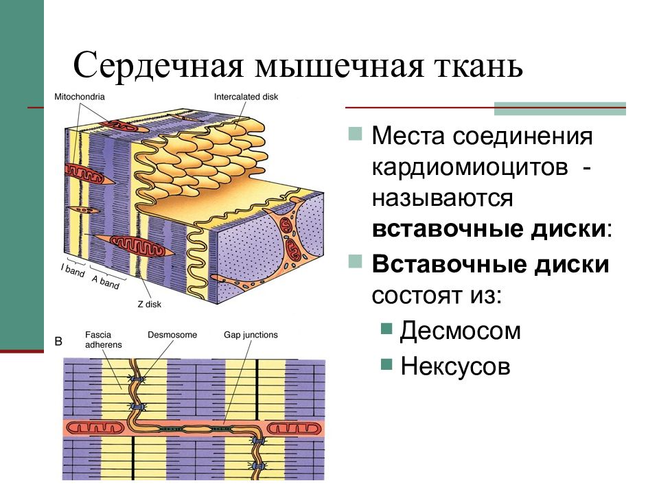 Схема строения вставочного диска