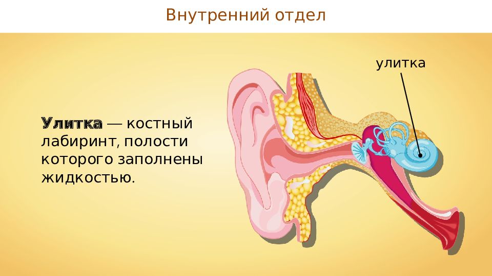 Слуховой анализатор. Улитка слуховой анализатор. Слуховой анализатор презентация. Слуховой анализатор ppt. Плакат «анализатор слуха»..