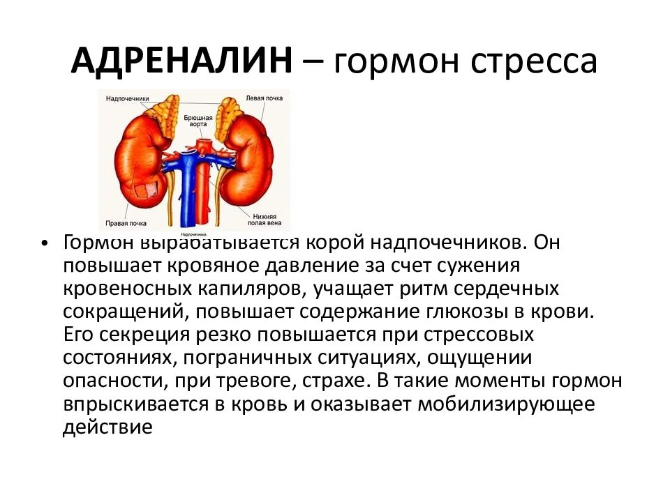 Рисунок на котором изображена железа вырабатывающая гормон адреналин