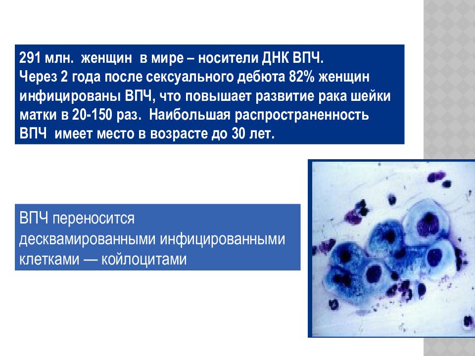 Впч и рак шейки матки презентация