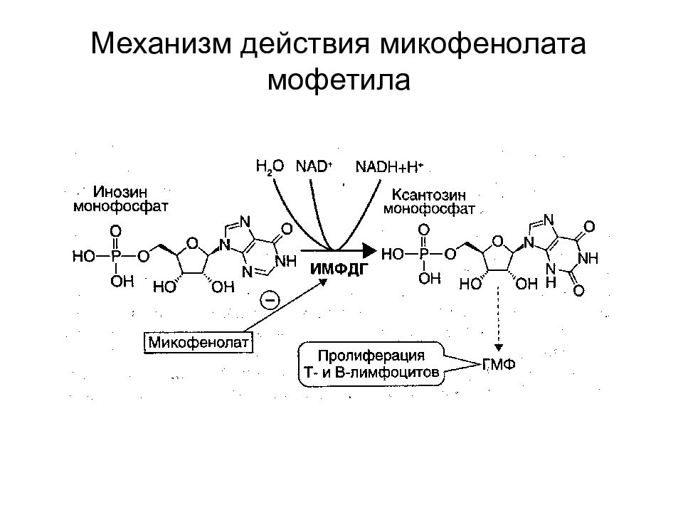 Механизм действия. Микофенолат мофетил механизм действия. Средства влияющие на иммунитет фармакология презентация. Микофенолат побочные действия.