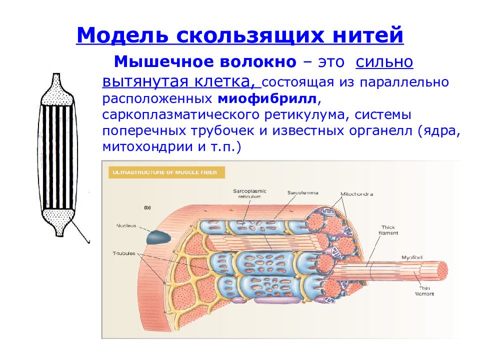 Мышечное волокно это. Структура поперечно полосатой мышцы модель скользящих нитей. Мышечное волокно теория скользящих нитей. Биофизика мышечное волокно. Строение мышечного волокна биофизика.