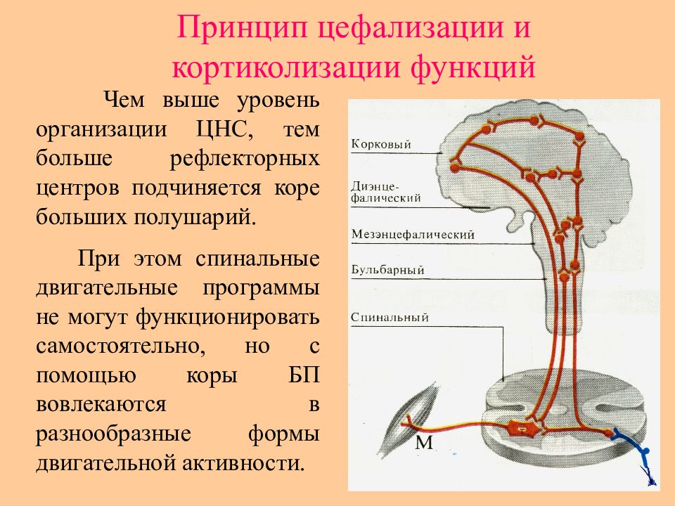 Рефлексы центры которых находятся в промежуточном мозге