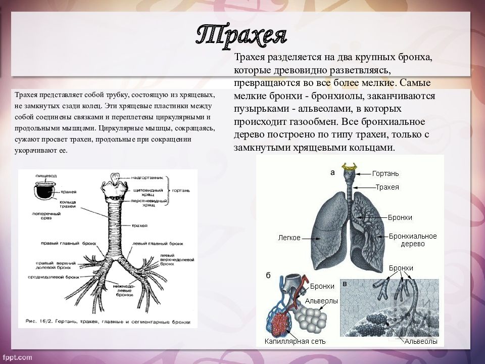 Гортань трахея бронхи. Трахея и бронхи строение. Трахея строение и функции. Трахея бронхи легкие строение. Строение и функции трахеи и бронхов.