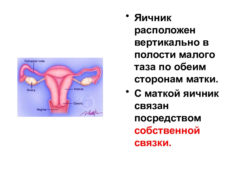 Яичники у женщин где находятся картинка