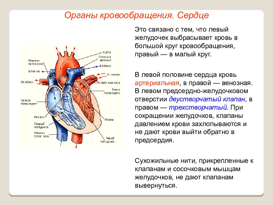 Сердечный круг кровообращения схема анатомия