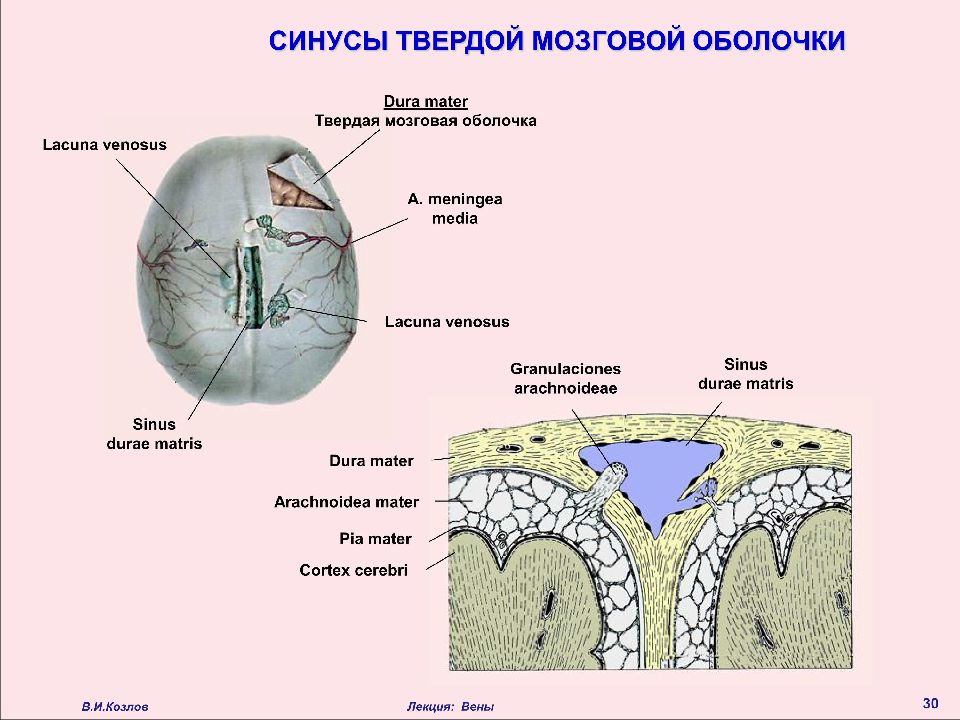 Отростки твердой оболочки головного мозга. Синусы и отростки твердой мозговой оболочки. Твёрдая оболочка головного мозга. Твердая мозговая оболочка. Твердая мозговая оболочка латынь.