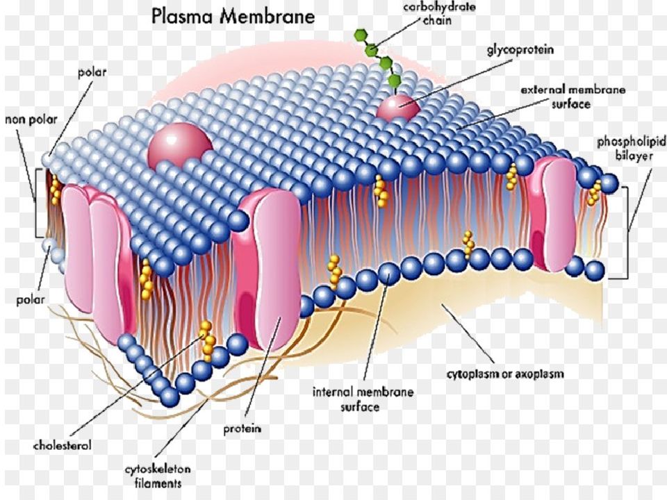 Membrane