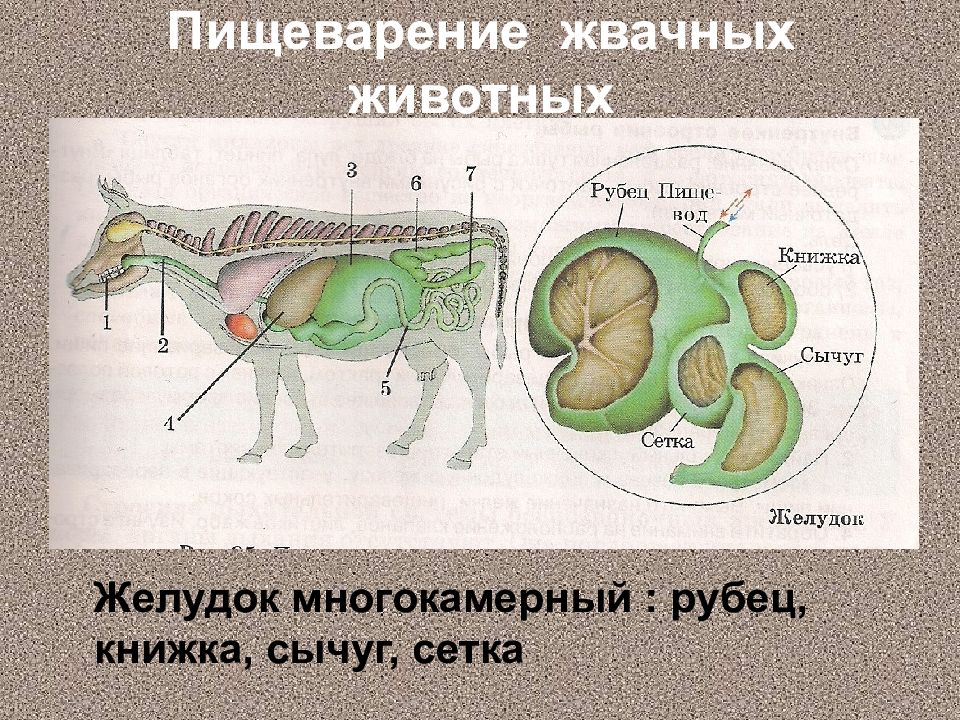 Пищеварительная система животных презентация