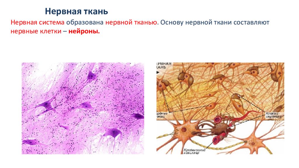 Ткань нервной системы название. Нервная ткань фото. Происхождение нервной ткани. Нервная ткань препарат. Строение нервной ткани животных.