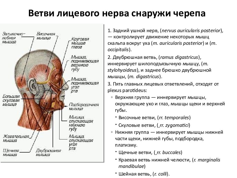 Ветви лицевого нерва. Лицевой нерв иннервирует мышцы. Щечная ветвь лицевого нерва. Лицевой нерв ветви и их иннервация. Мышечные ветви лицевого нерва.