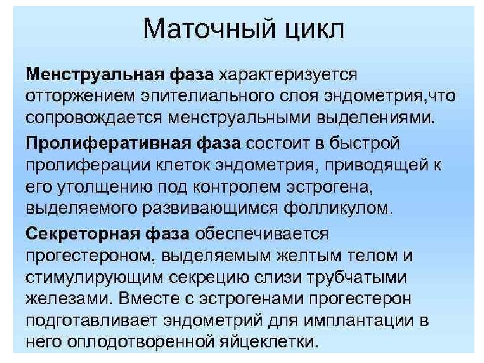 Пролиферативная фаза эндометрия