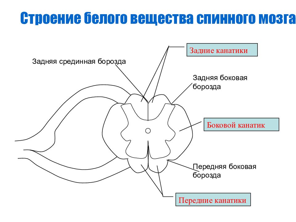 Белое строение. Анатомия спинного мозга боковой канатик. Задние канатики белого вещества спинного мозга функции. Белое вещество спинного мозга анатомия. Строение спинного мозга канатики.