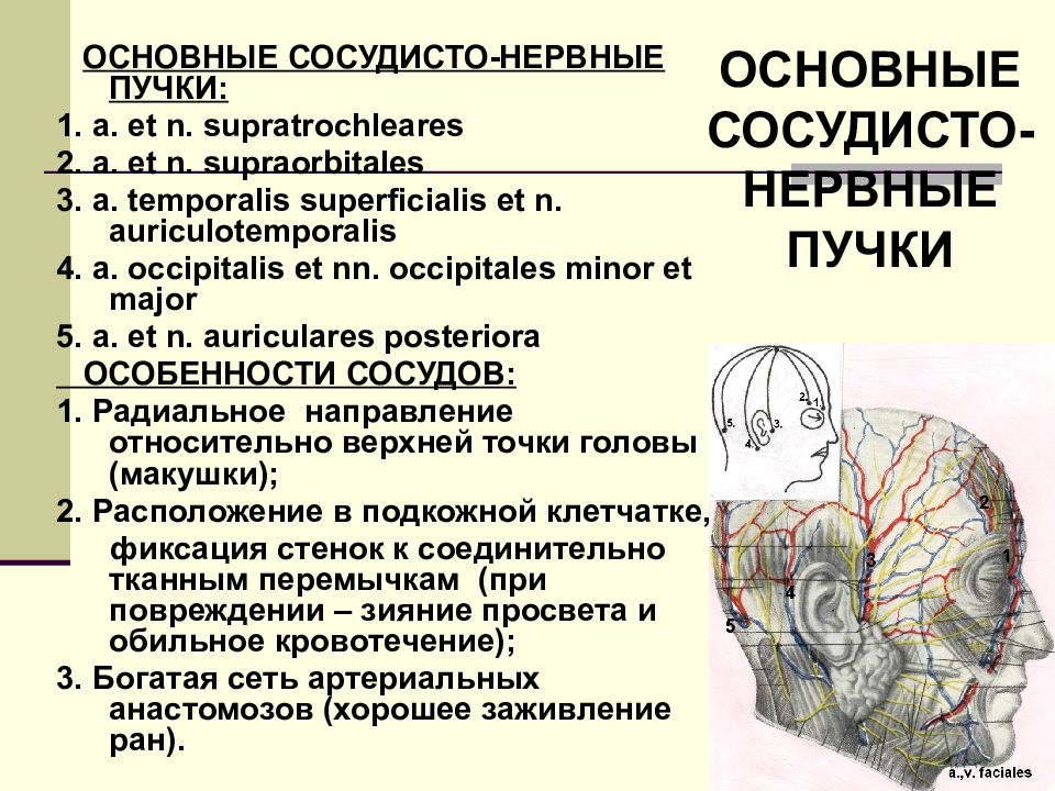 Сосудисто нервный пучок анатомия