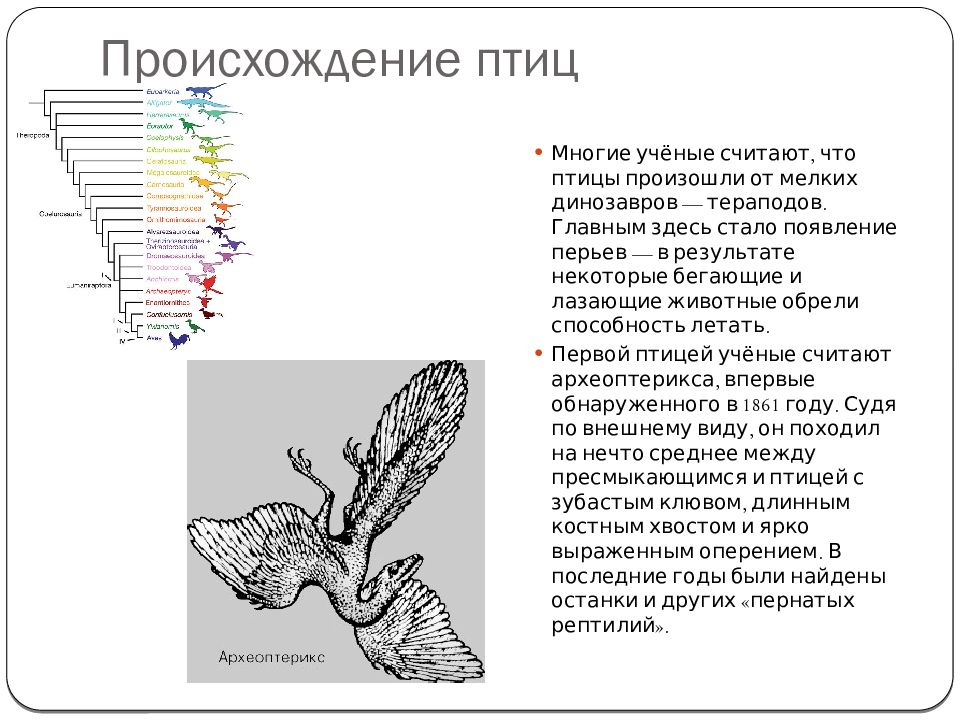 Происхождение птиц презентация