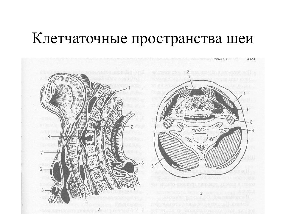 Пространства шеи. Клетчаточные пространства шеи схема. Клетчаточные пространства шеи анатомия. Клетчаточные пространства шеи топографическая анатомия. Просатва шеи топографическая анатомия.