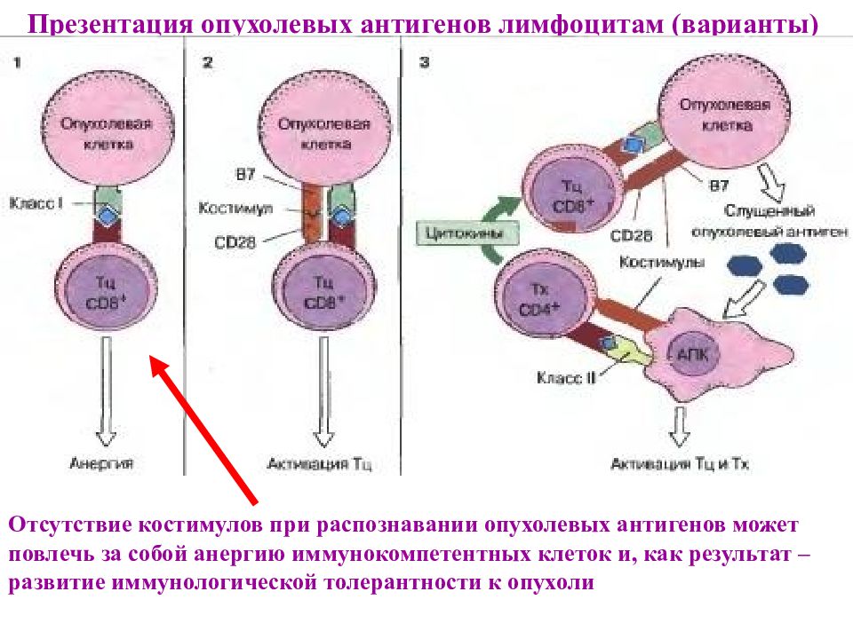 Противоопухолевый иммунитет презентация