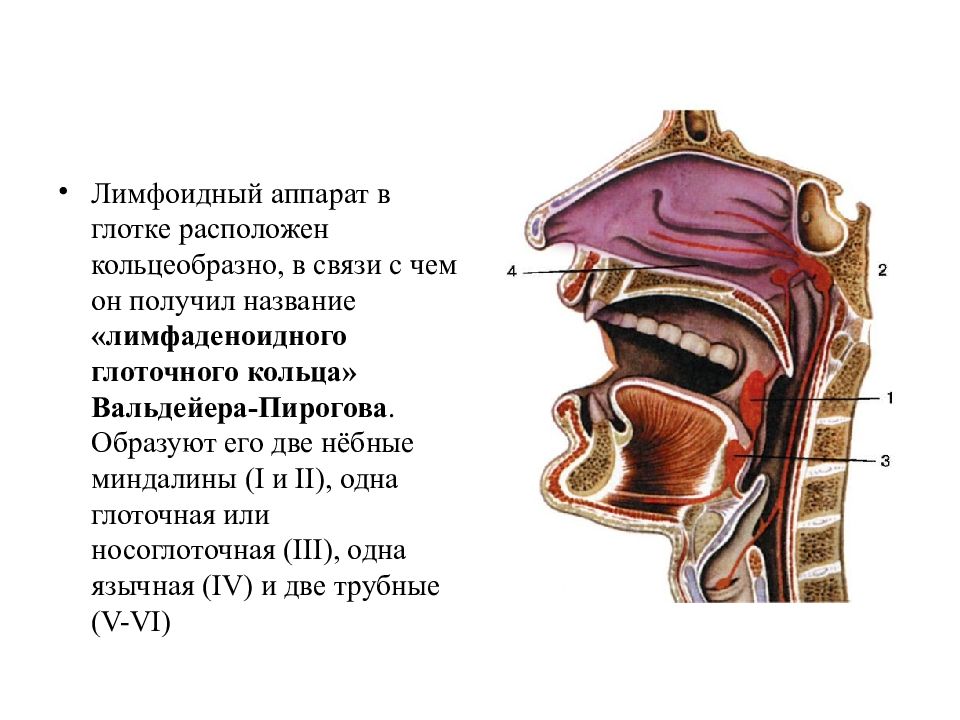 Глоточная. Миндалины кольца Пирогова Вальдейера. Миндалины лимфоэпителиального кольца Пирогова-Вальдейера. Лимфатическое глоточное кольцо Пирогова-Вальдейера. Лимфаденоидное глоточное кольцо Вальдейера-Пирогова.