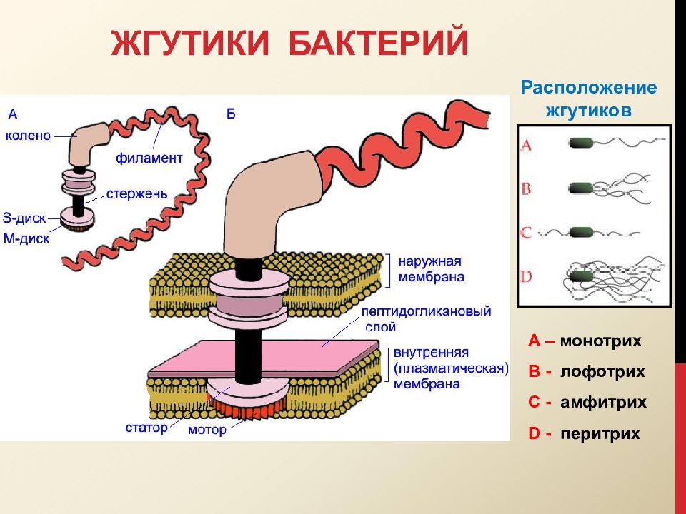 Жгутики это